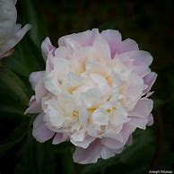 Paeonia lactiflora Catharina Fontijn ପାଇଁ ପ୍ରତିଛବି ଫଳାଫଳ