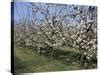 Image result for Apple Tree in Bloom
