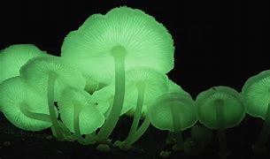 Image result for Green Glowing Mushrooms