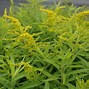 Image result for Solidago Strahlenkrone