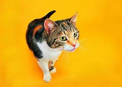 Image result for Confused Cat Funny