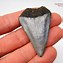 Image result for Great White Shark Tooth