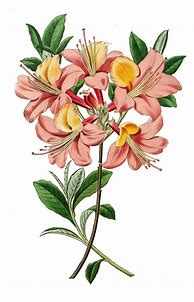 Image result for Botanical Flower Illustrations