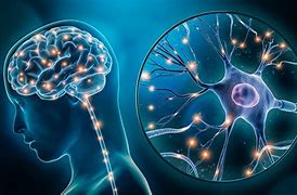 Image result for Neuroplasticity Images