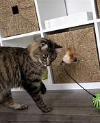 Image result for Best Cat Exercise Toys