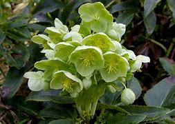 Image result for Helleborus argutifolius