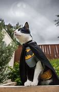 Image result for Batman Cat Shadow