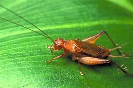 Image result for Sounds Like Crickets