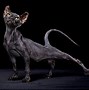 Image result for Small Black Cat with 4 Ears