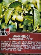 Image result for Manchineel Tree Burns