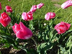 Image result for Tulipa Dynasty