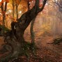 Image result for Magical Autumn