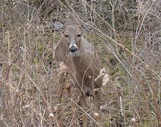 Image result for Lizzo as a Kid