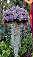 Image result for Hanging Cactus
