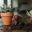 Image result for Identify House Plant Succulents