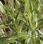 Image result for Centaurea karabaghensis