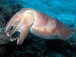 Image result for Mollusque