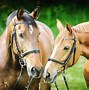 Image result for Curb Bits for Horses