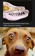 Image result for Dog Brain Memes