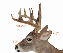 Image result for Buck Deer Necklace