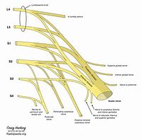 Image result for Sacral Plexus Anatomy