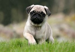 Image result for Pug Circle
