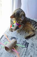 Image result for Cat Toys Images