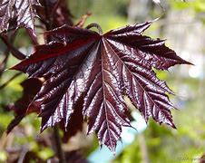 Image result for Acer platanoides Crimson King