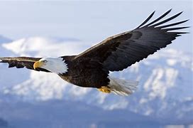 Image result for Bald Eagle Flying Wallpaper