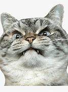 Image result for Angry Cat at Table Meme