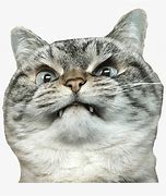 Image result for Angry Cat Meme Surprised