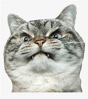 Image result for Cute Angry Cat Meme