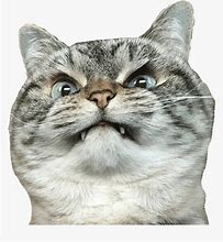 Image result for Angry Cat Reaction Meme