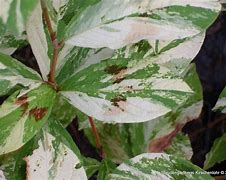 Persicaria filiformis Painters Palette-এর ছবি ফলাফল