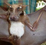 Image result for Bat Pito
