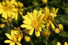 Euryops pectinatus に対する画像結果