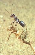 Image result for Silver Ant