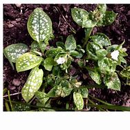 Image result for Pulmonaria officinalis White Wings