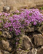 Image result for Alpine Rock Garden Plants
