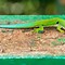 Image result for Colorful Gecko Lizard