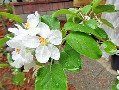 Image result for Fuji Apple Blossoms