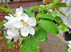 Image result for Fuji Apple Blossoms