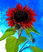 Image result for Sunflower Wallpaper iPhone