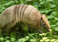 Image result for Argentine Armadillo