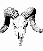 Image result for Skull with Ram Horns Drawing