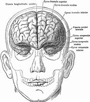 Image result for Human Brain Skull Drawing