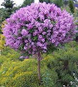 Image result for Lagerstroemia indica PURPLE STAR