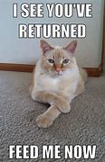 Image result for Frayed Cat Meme