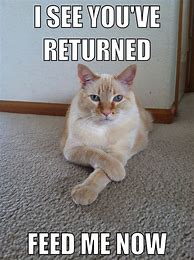 Image result for Really Sad Cat Meme