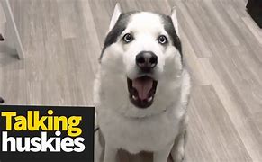 Image result for Husky Dogs Talking Funny